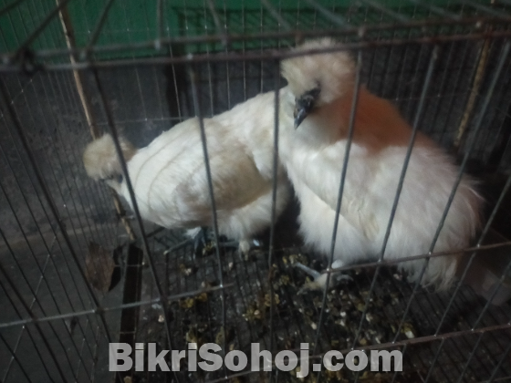 এই সিল্কি মুরগির জোড়া বিক্রি হবে। বয়স 5 মাস।